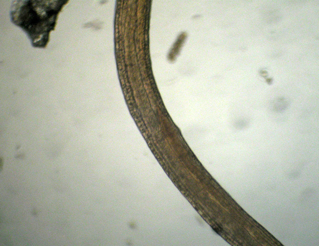 Anellidi policheti quasi microscopici